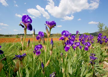 Coltivazione giaggiolo (Iris Radice)