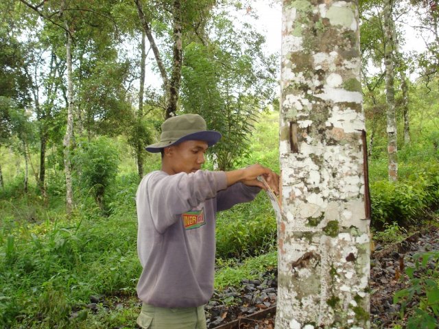 phoca_thumb_l_CASSIA-raccolta-corteccia-INDONESIA-3