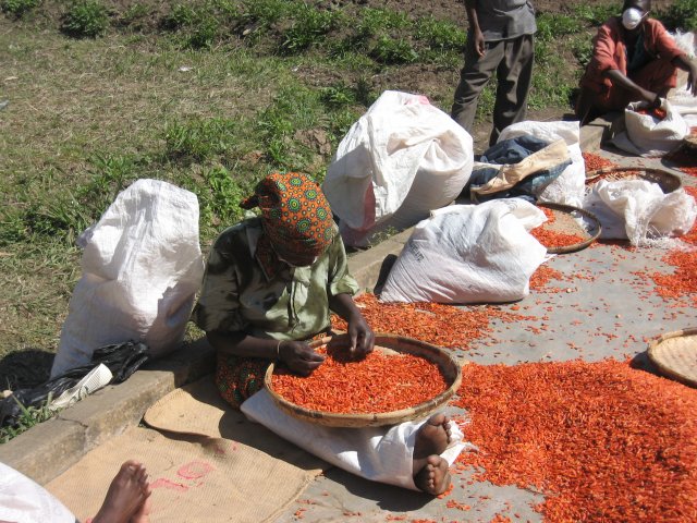 phoca_thumb_l_PEPERONCINO-raccolta-ed-essiccazione-MALAWI